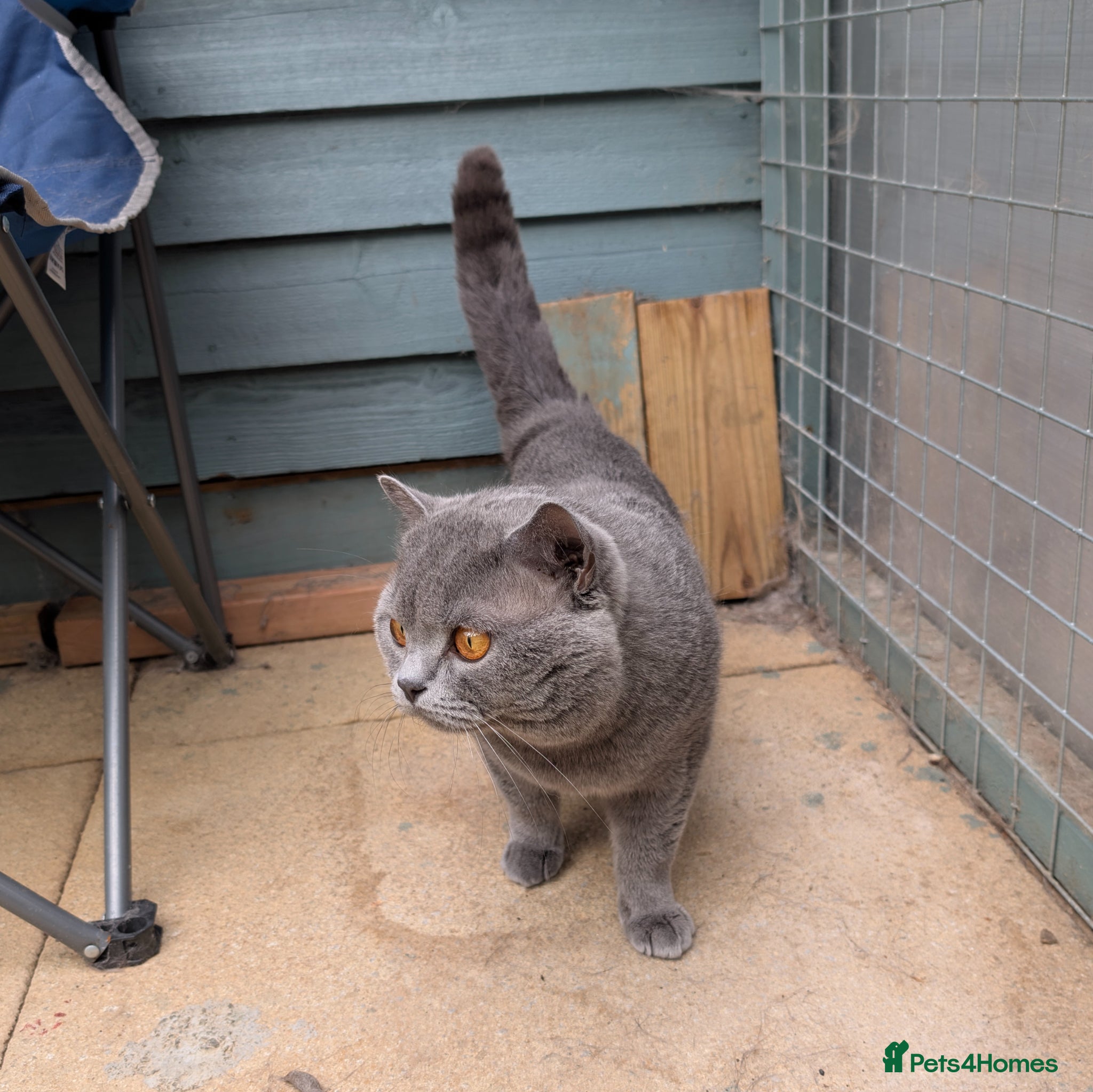 British Shorthair cats Bsh stud - Advert 2