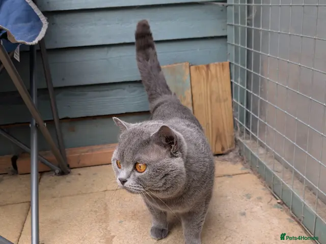 British Shorthair cats for stud: British shorthair stud - Advert 2