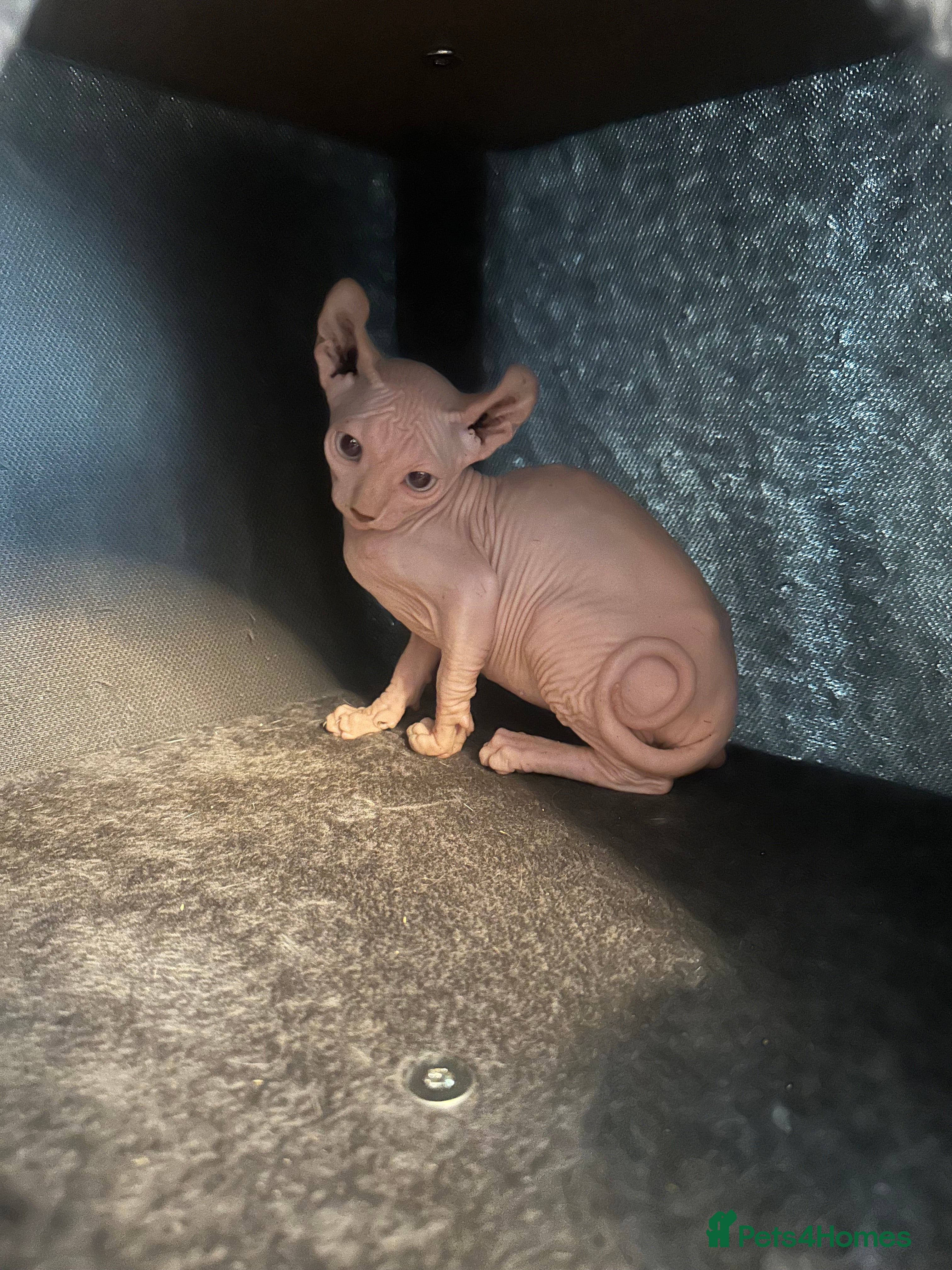 Sphynx cats Stunning Canadian Sphynx – £550 - Advert 14