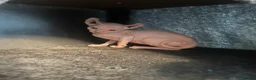 Sphynx cats for sale: Last unique split face girl with elf ears!💛 - Advert 2