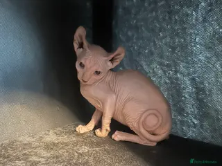 Sphynx cats Stunning Canadian Sphynx – £550 - Advert 14
