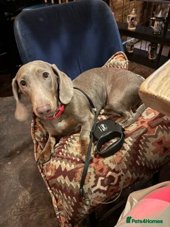 Dachshund dogs Dash hound - Advert 9