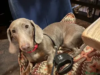 Dachshund dogs Dash hound - Advert 2