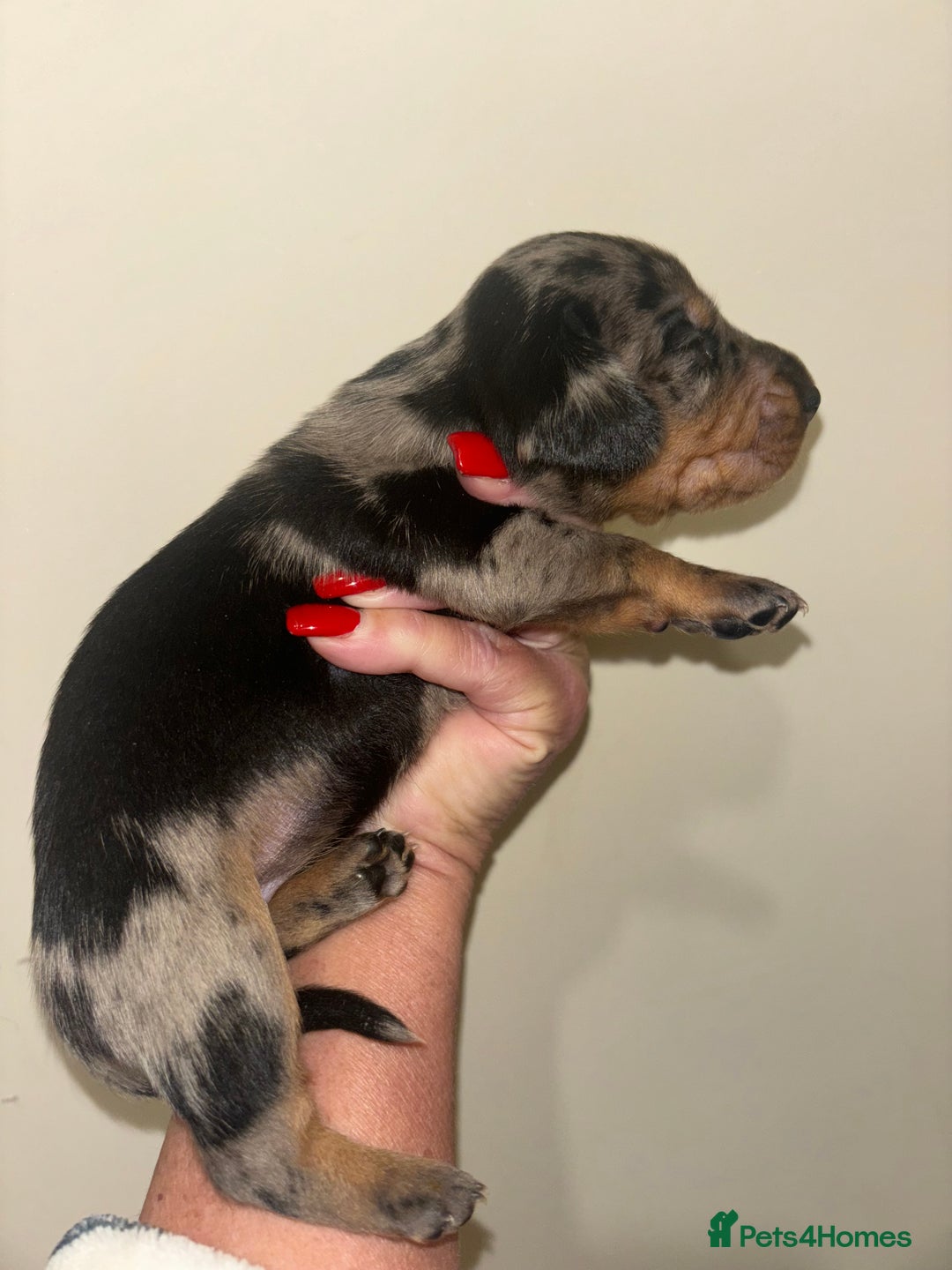 Dachshund dogs for sale: Stunning miniture dashhounds  - Advert 4