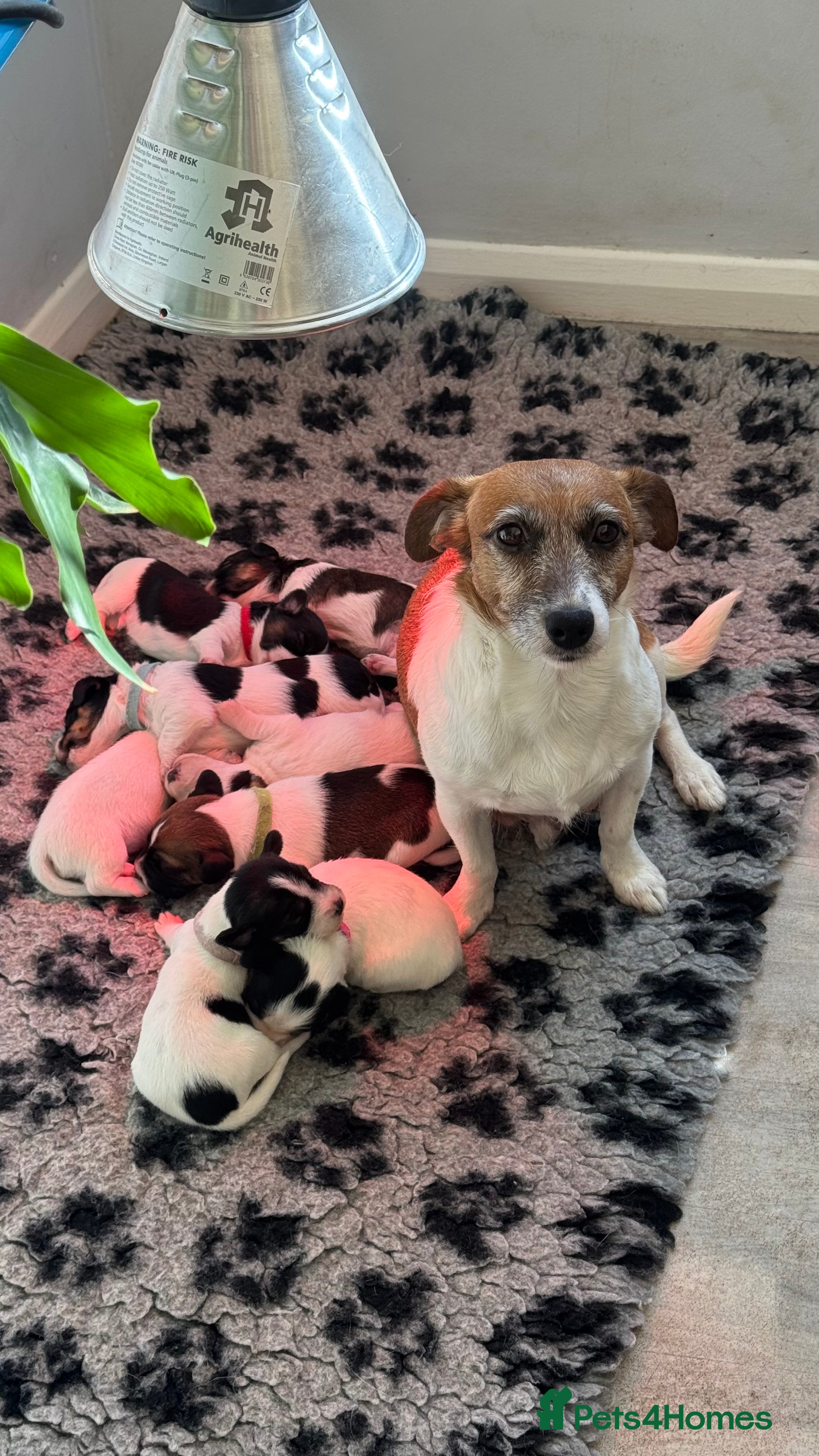 Jack Russell dogs Traditional Jack Russell  - Advert 7