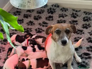 Jack Russell dogs Traditional Jack Russell - Advert 7