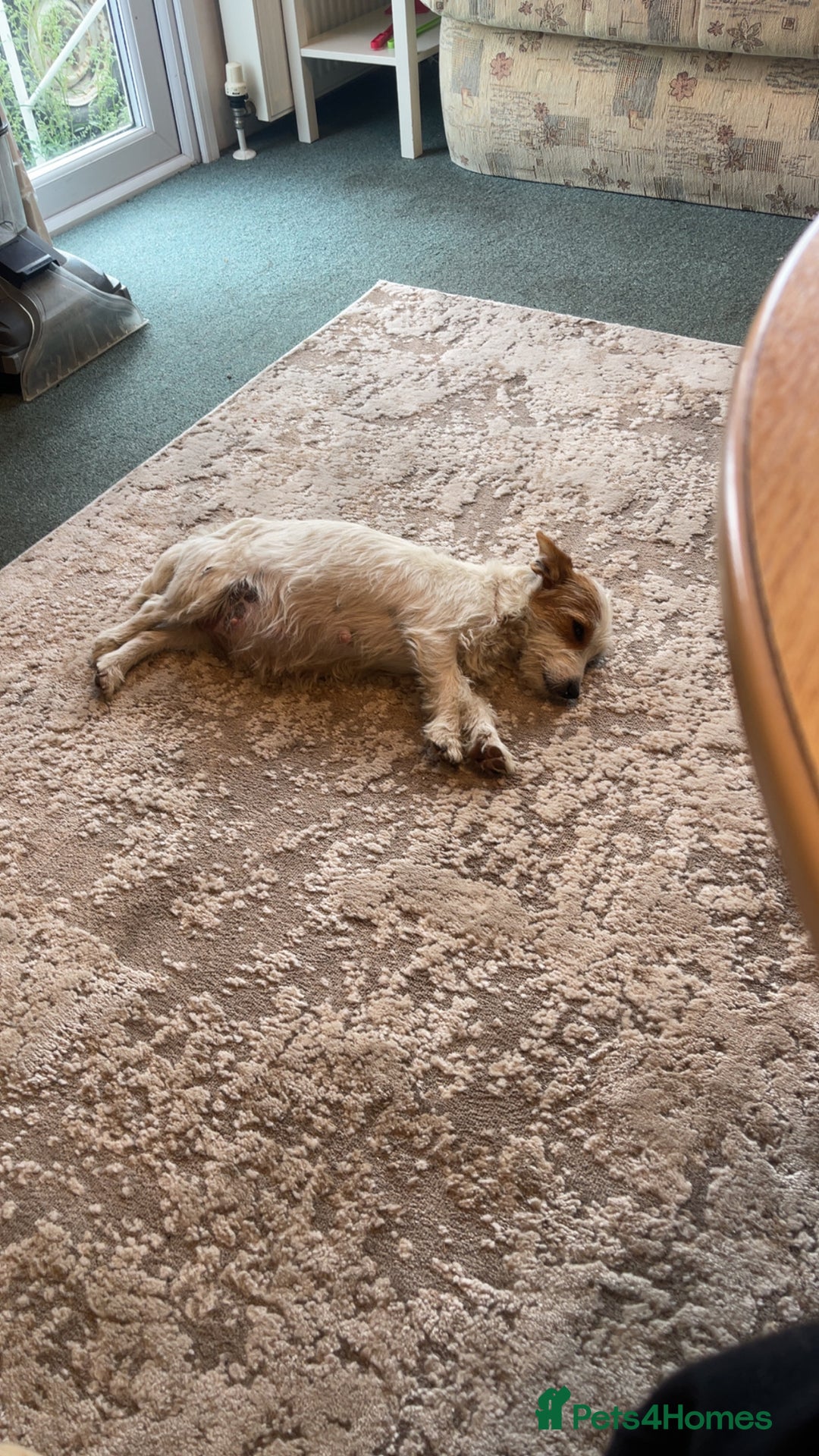 Jack Russell dogs for sale: Jack russel puppies - Image 9