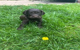 Cockapoo dogs for sale: F3 Cockapoo puppies READY NOW - Image 24
