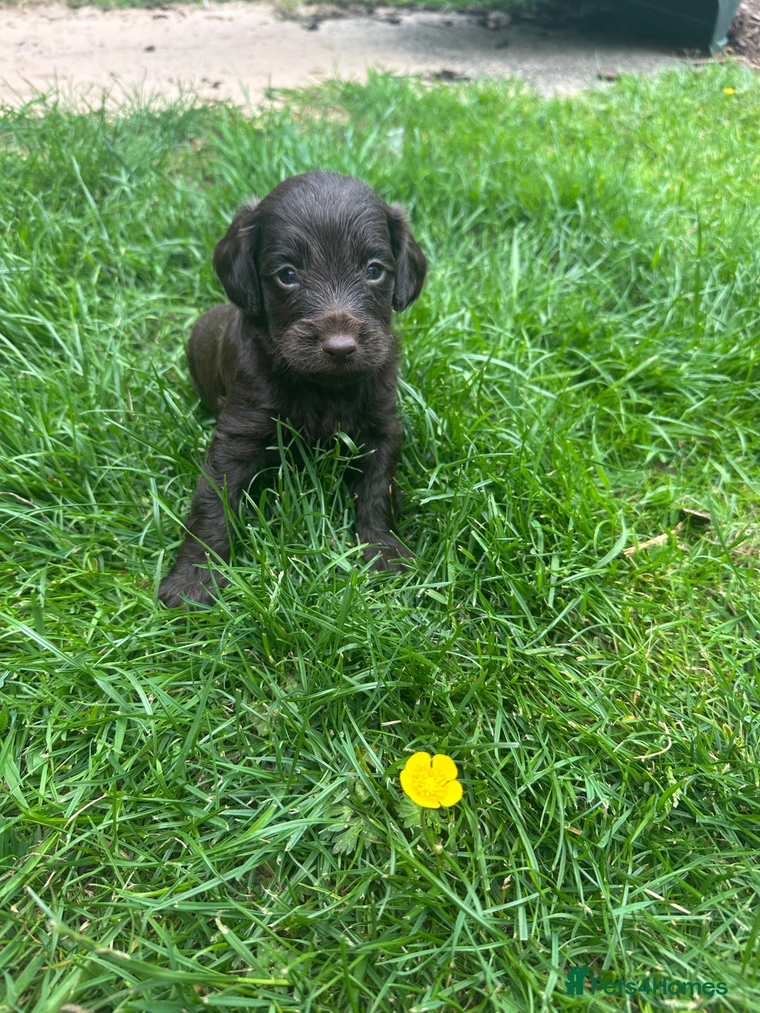 Cockapoo dogs for sale: F3 Cockapoo puppies READY NOW - Image 24