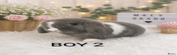 Mini Lop rabbits for sale: Beautiful mini lop - Advert 4
