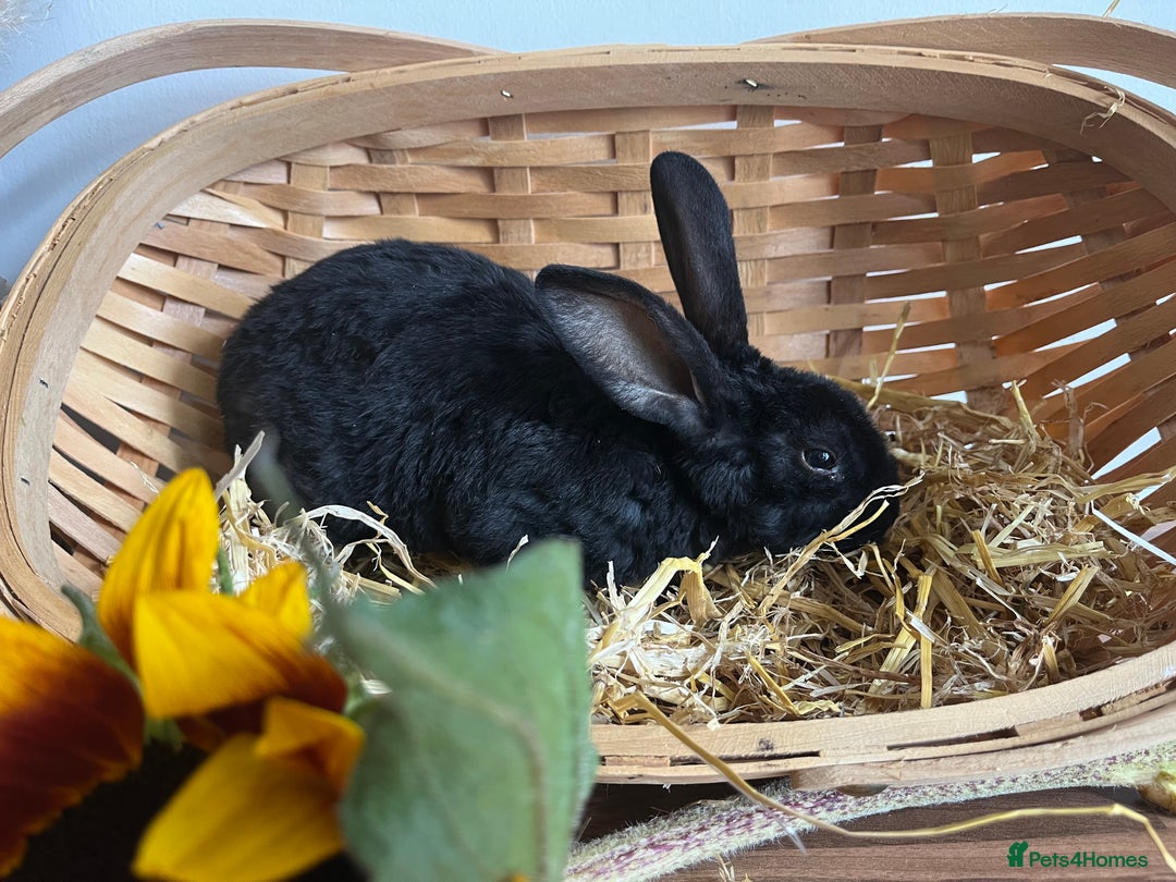 Mixed Breed rabbits for sale: Mixed breed bunnies for sale £30 each - Image 11