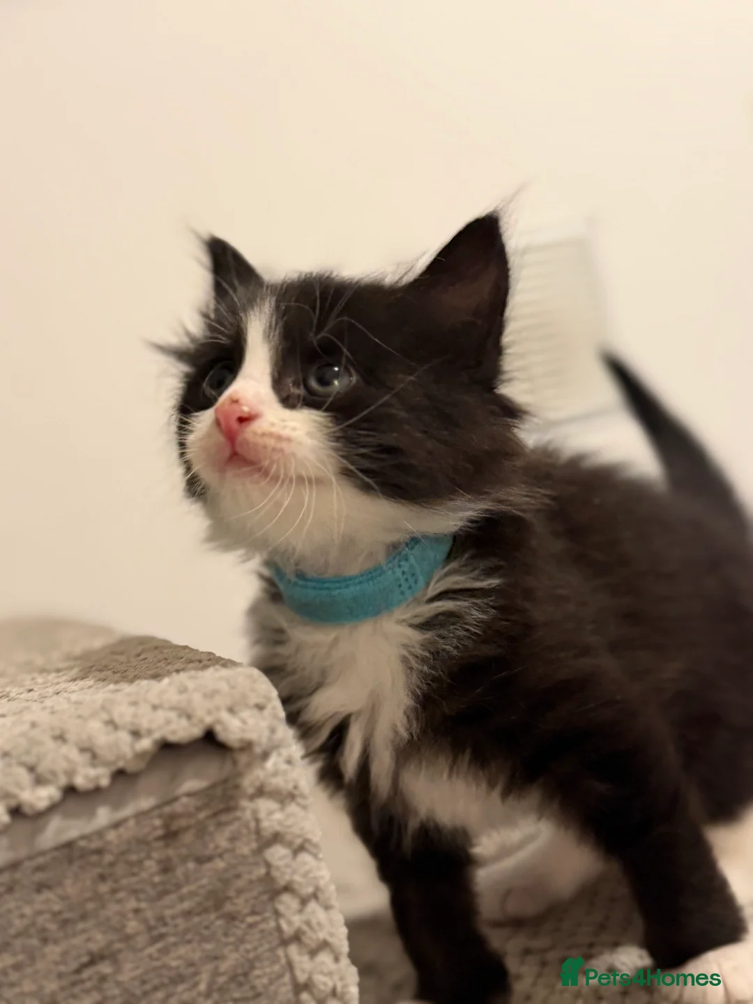 Mixed Breed cats for sale: Rescued, Loved & Ready for Forever 🐾 - Advert 2