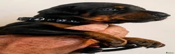 Dobermann dogs for sale: Dobermann Pups in Uckfield - Advert 5