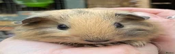 Guinea Pig rodents for sale: Sweet natured baby girl guinea pigs - Advert 3