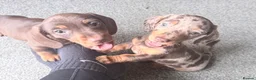 Miniature Dachshund dogs for sale: Exceptional KC Registered Miniature Dachshund Boys - Advert 4