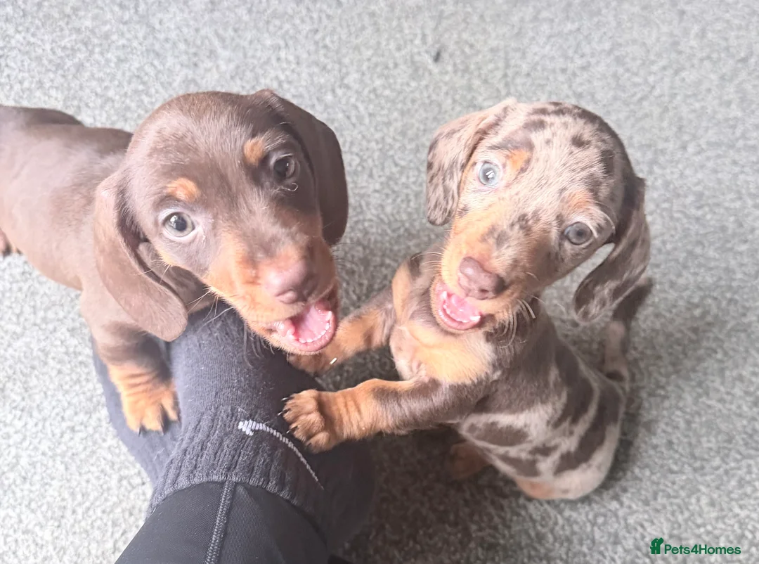 Miniature Dachshund dogs for sale: Exceptional KC Registered Miniature Dachshund Boys - Advert 4