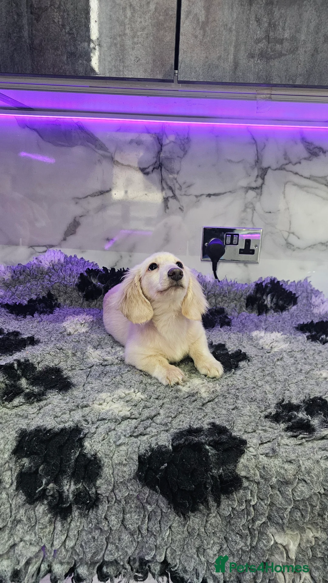 Miniature Dachshund dogs for stud: Cream Long-haired miniature Dachshund kc reg in Blackburn - Advert 18