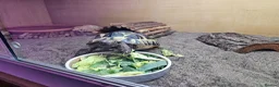 Tortoise reptiles for sale: Spur-thighted tortoise and full set up  - Advert 9
