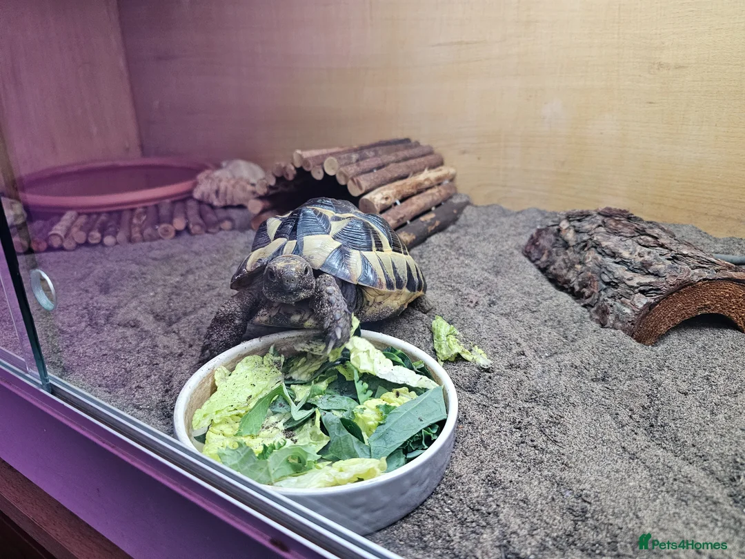 Tortoise reptiles for sale: Spur-thighted tortoise and full set up  - Advert 9