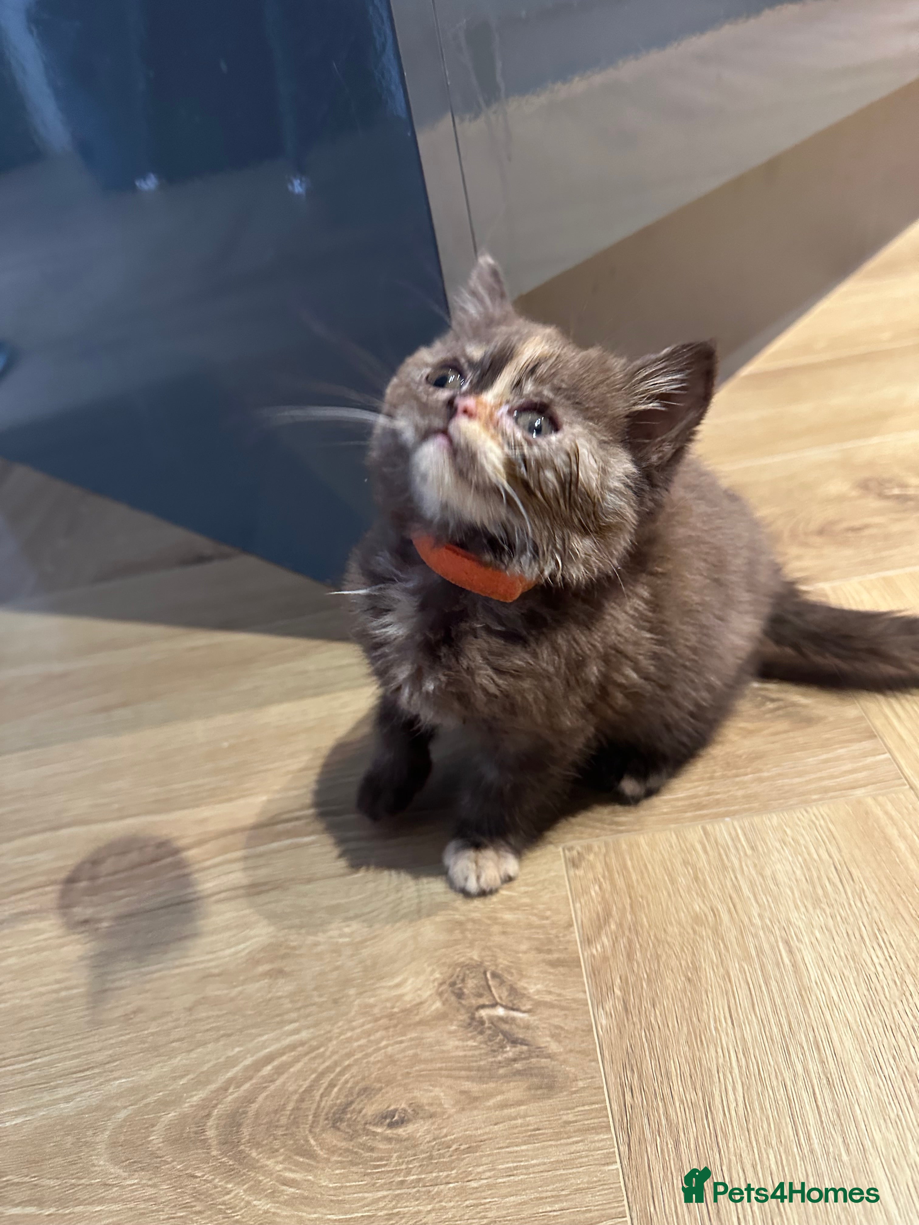 British Shorthair cats 🌈😍Last TWO TORTE READY Pure Bred Litter BSH ❤️🌈 - Advert 4