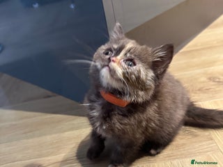 British Shorthair cats 🌈😍Last TWO TORTE READY Pure Bred Litter BSH ❤️🌈 - Advert 4