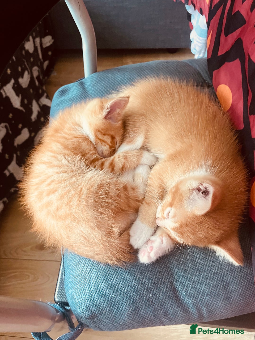 Brazilian Shorthair cats for sale: Cute kittens  in Dagenham - Image 1
