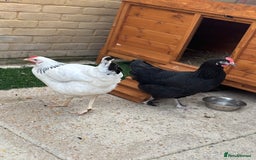 Chickens poultry for sale: Hybrid Hens and Coop  - Image 1