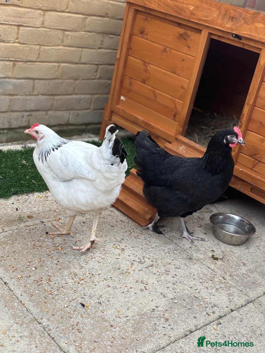 Chickens poultry for sale: Hybrid Hens and Coop  - Image 1