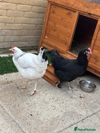 Chickens poultry - Advert 16