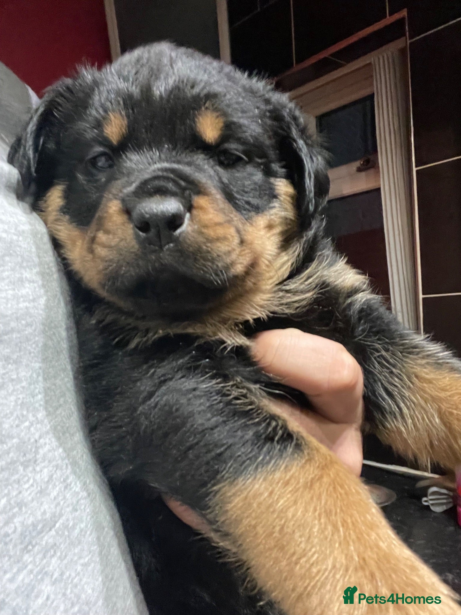 Mixed Breed dogs Rottweiler x Rottweiler x Akita  - Advert 2