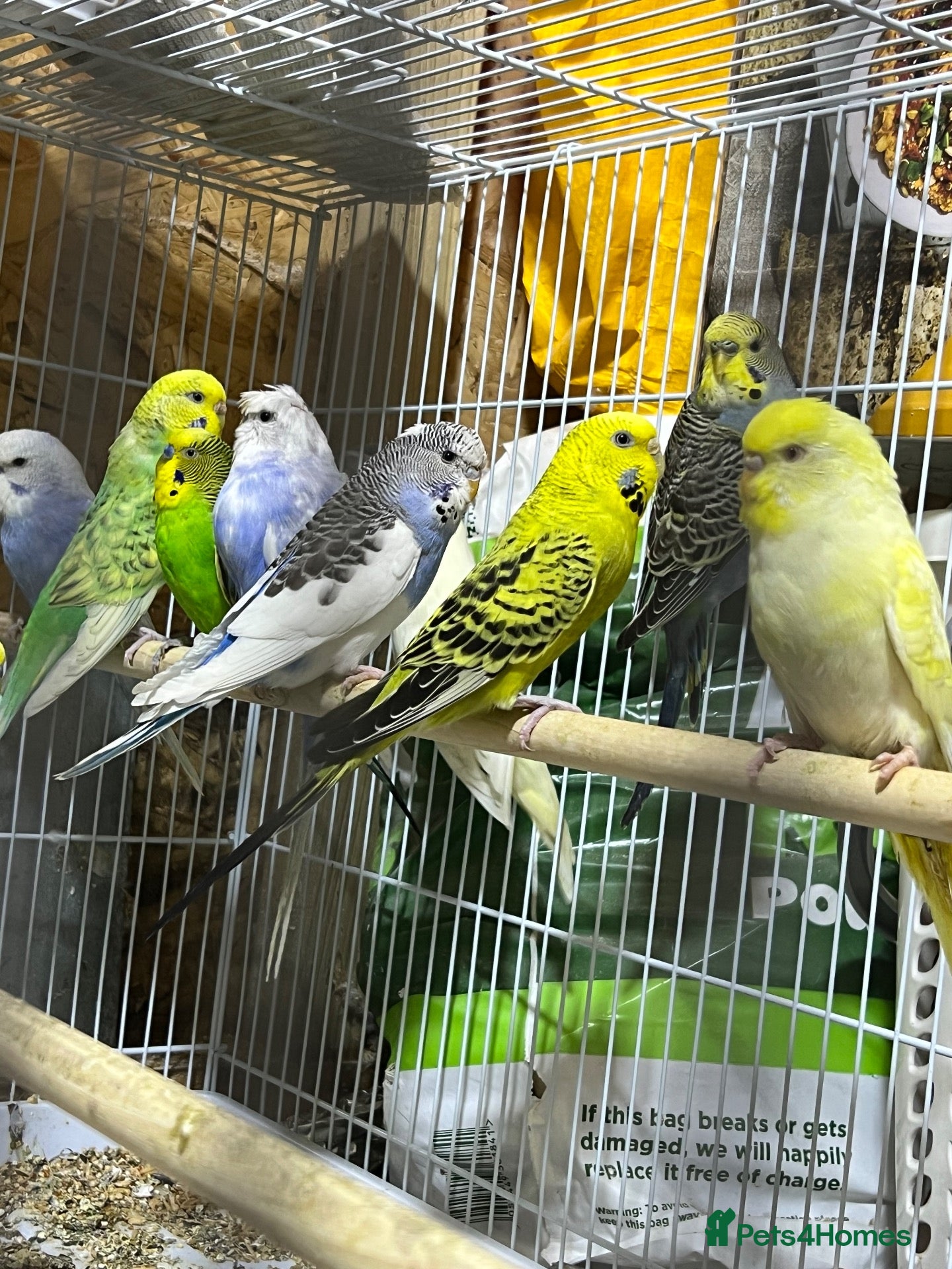 Budgerigars birds 18 budgies for sale - Advert 1