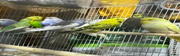 Budgerigars birds for sale: 18 budgies for sale - Advert 1