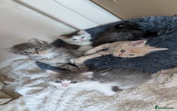 Maine Coon cats for sale: 5 Beautiful Maine Coon kittens available! 😻 - Image 1