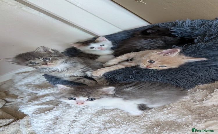 Maine Coon cats - Advert 14