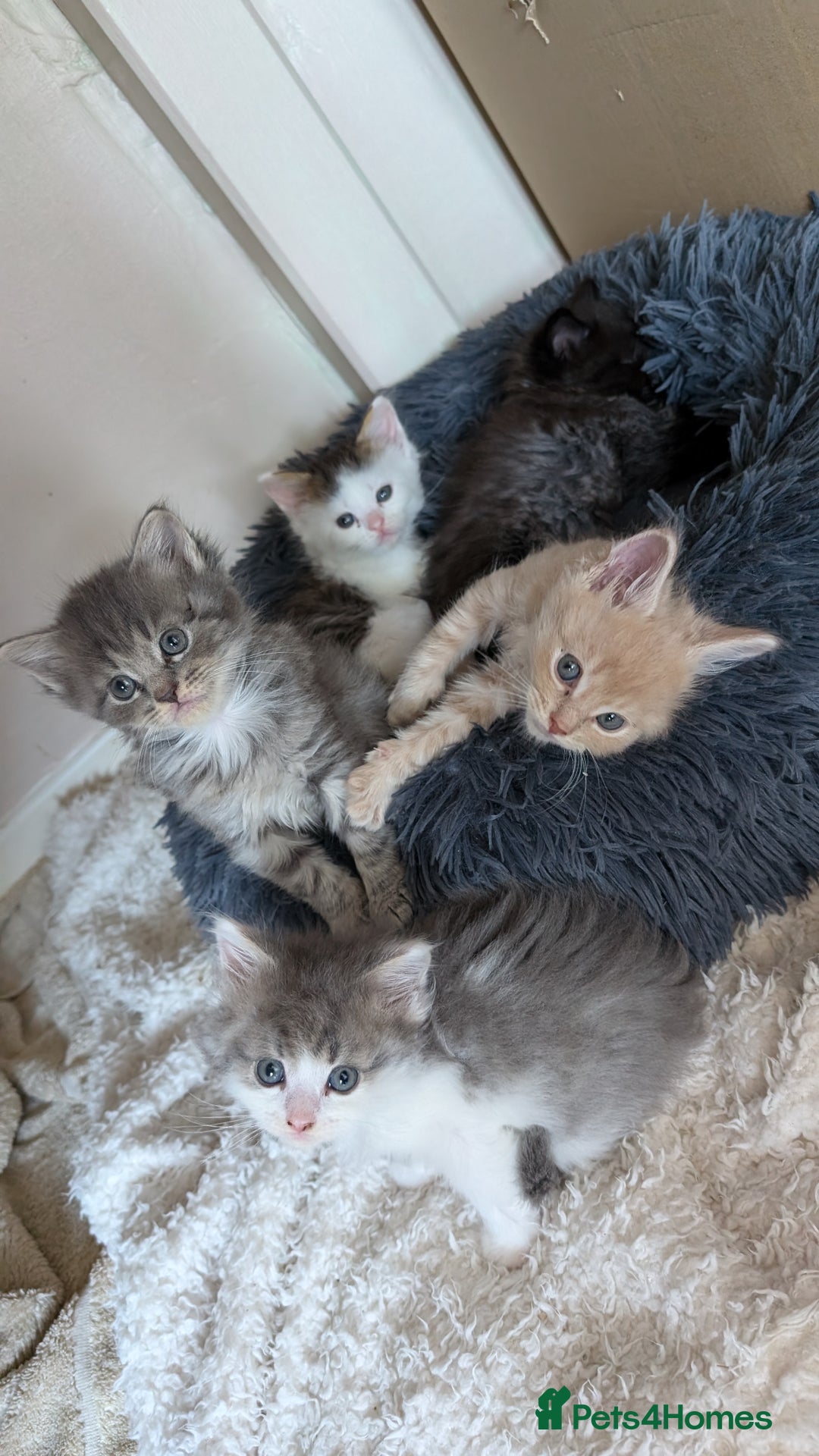 Maine Coon cats for sale: 5 Beautiful Maine Coon kittens available! 😻 - Image 1