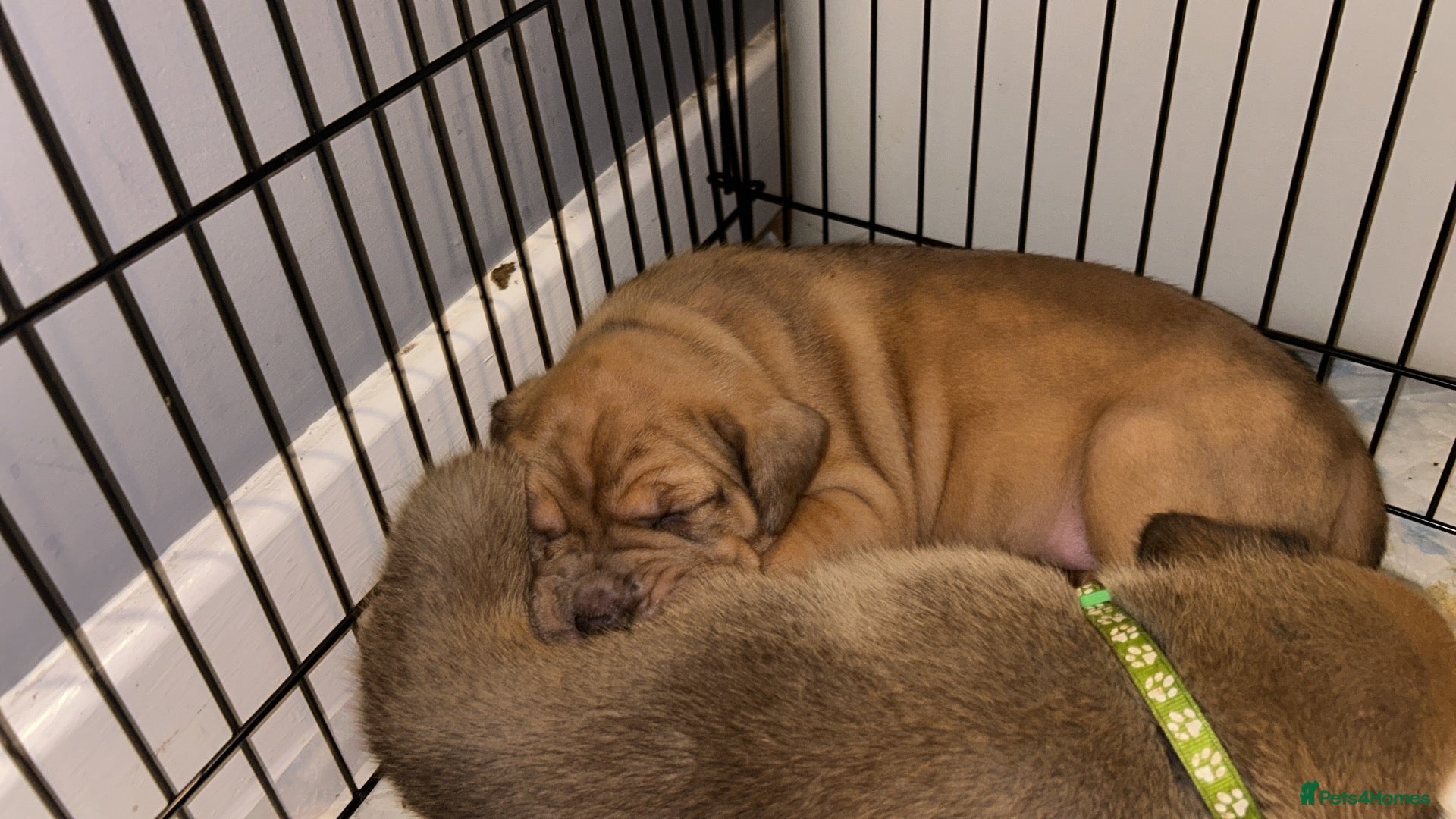 Mixed Breed dogs Mastiff mix  - Advert 1