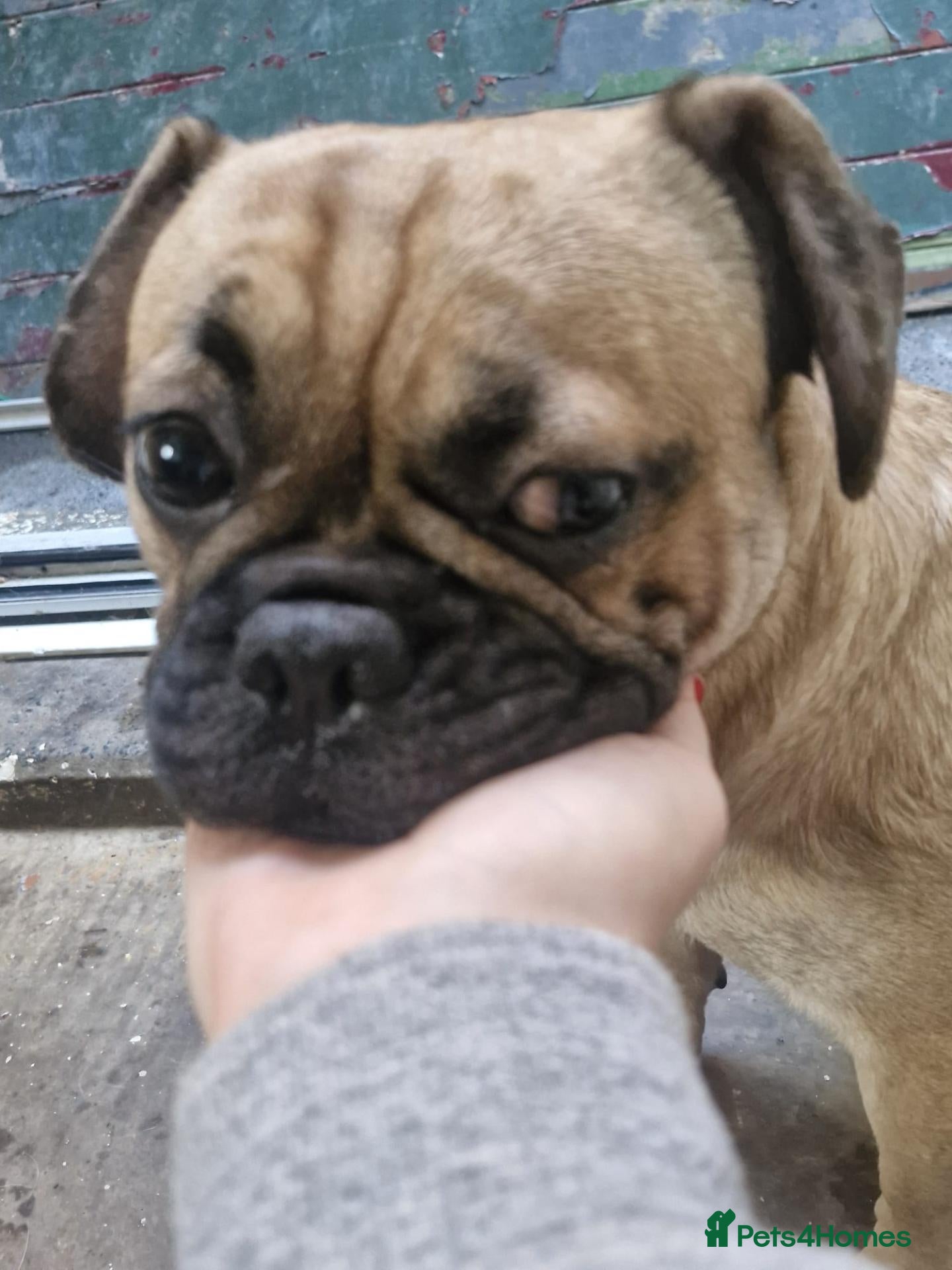 Frug dogs Groot - Advert 9