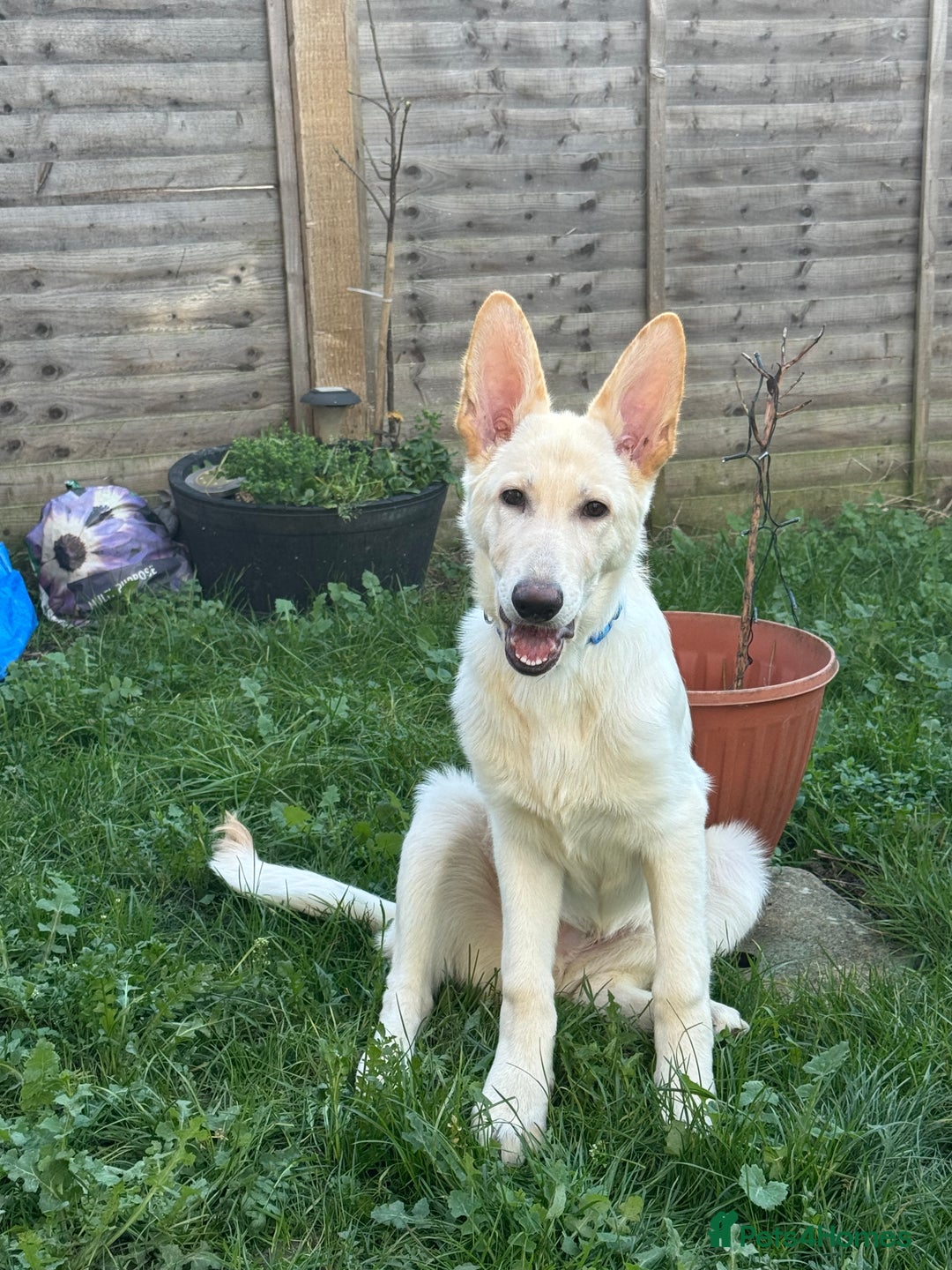 German Shepherd dogs for sale: German shepherd - Advert 2