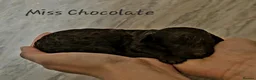 Cockapoo dogs for sale: F1b Cockapoo's chocolate and tan boys - Advert 6