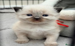 Ragdoll cats for sale: 3 stunning chunky ragdoll girls  - Advert 5