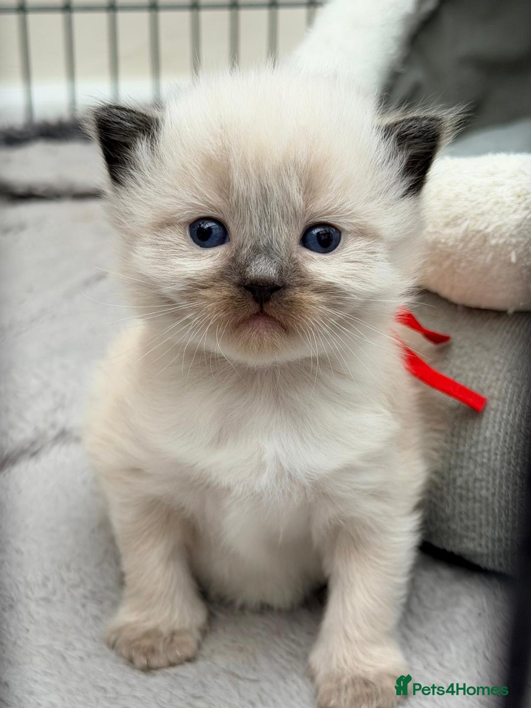 Ragdoll cats for sale: 3 stunning chunky ragdoll girls  - Advert 5