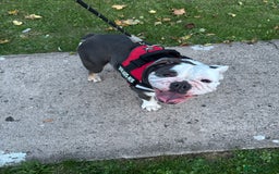 English Bulldog dogs for sale: English Bulldog for Rehoming - Image 3