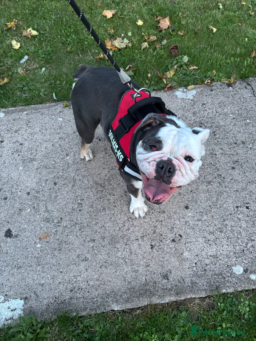English Bulldog dogs for sale: English Bulldog for Rehoming - Image 3