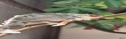 Chameleon reptiles for sale: True nosy be blue panther chameleon  in Reading - Advert 12