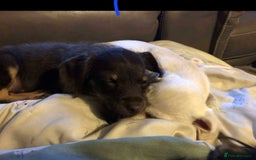Mixed Breed dogs for adoption: Meet Daisy, currently residing in Telford - Image 4