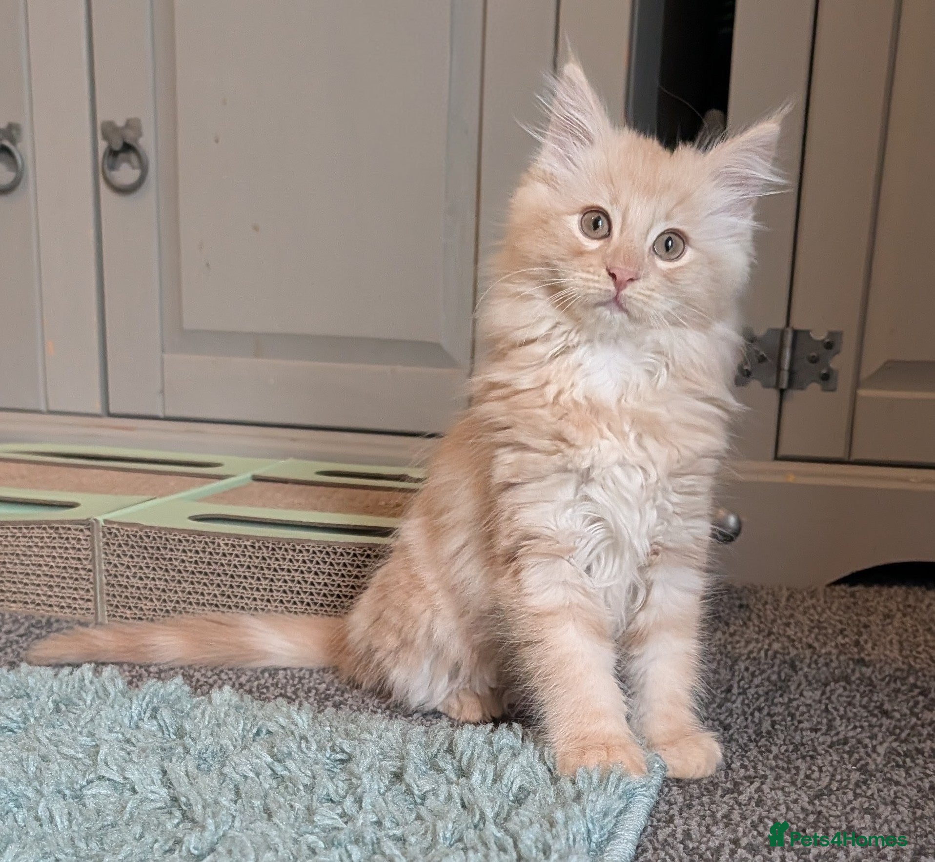 Maine Coon cats Maine Coon Kittens  - Advert 6