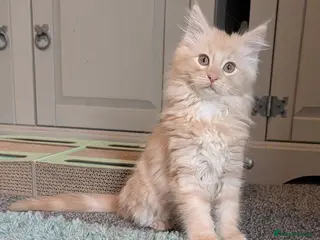 Maine Coon cats Maine Coon Kittens - Advert 6