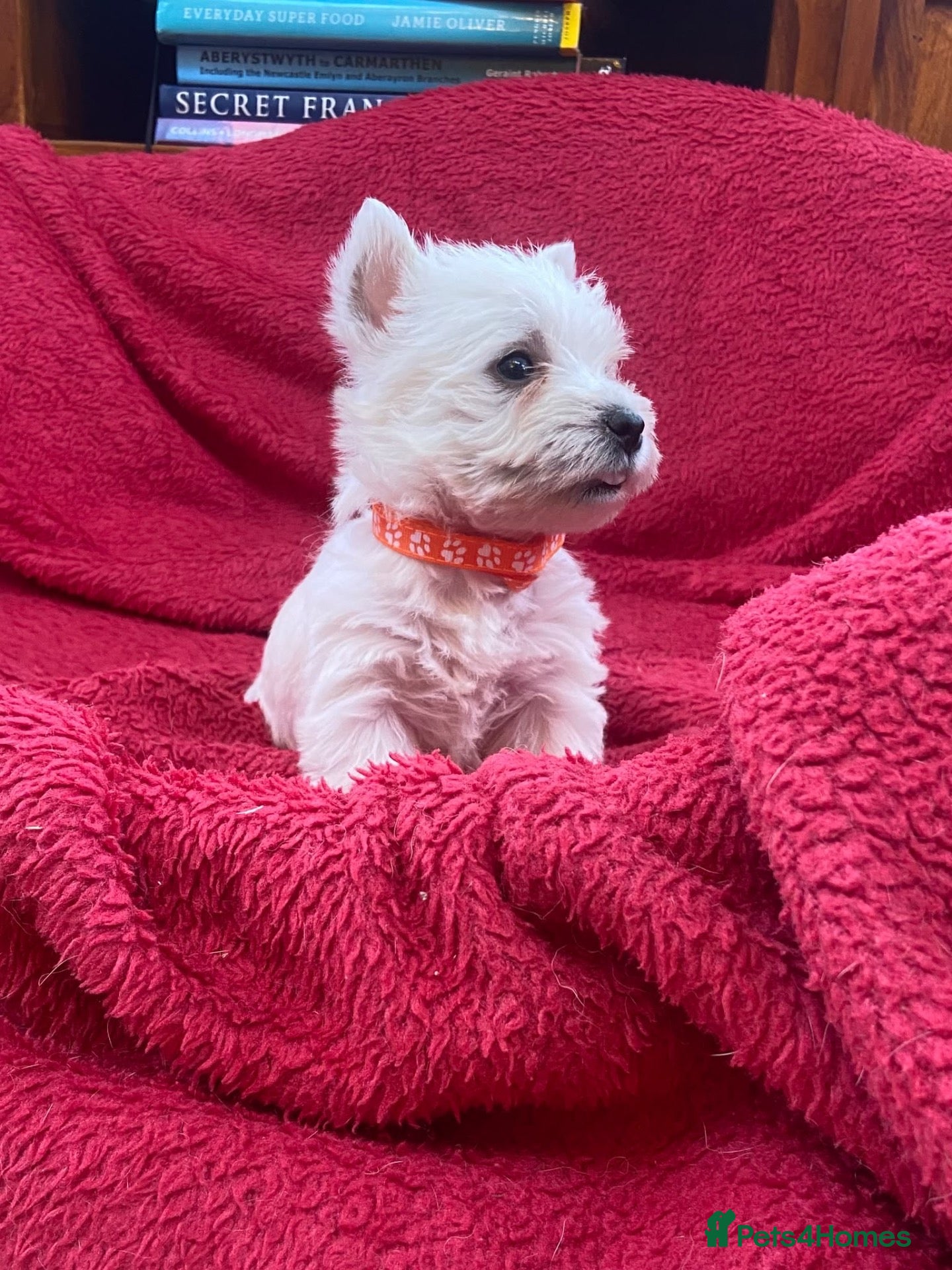 West Highland Terrier dogs Beautiful West Highland puppies for sale - Advert 1