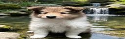 Rough Collie dogs for sale: QUALITY CLEAR DNA-SABLE/WHITE ROUGH COLLIE F PUPPY - Advert 4