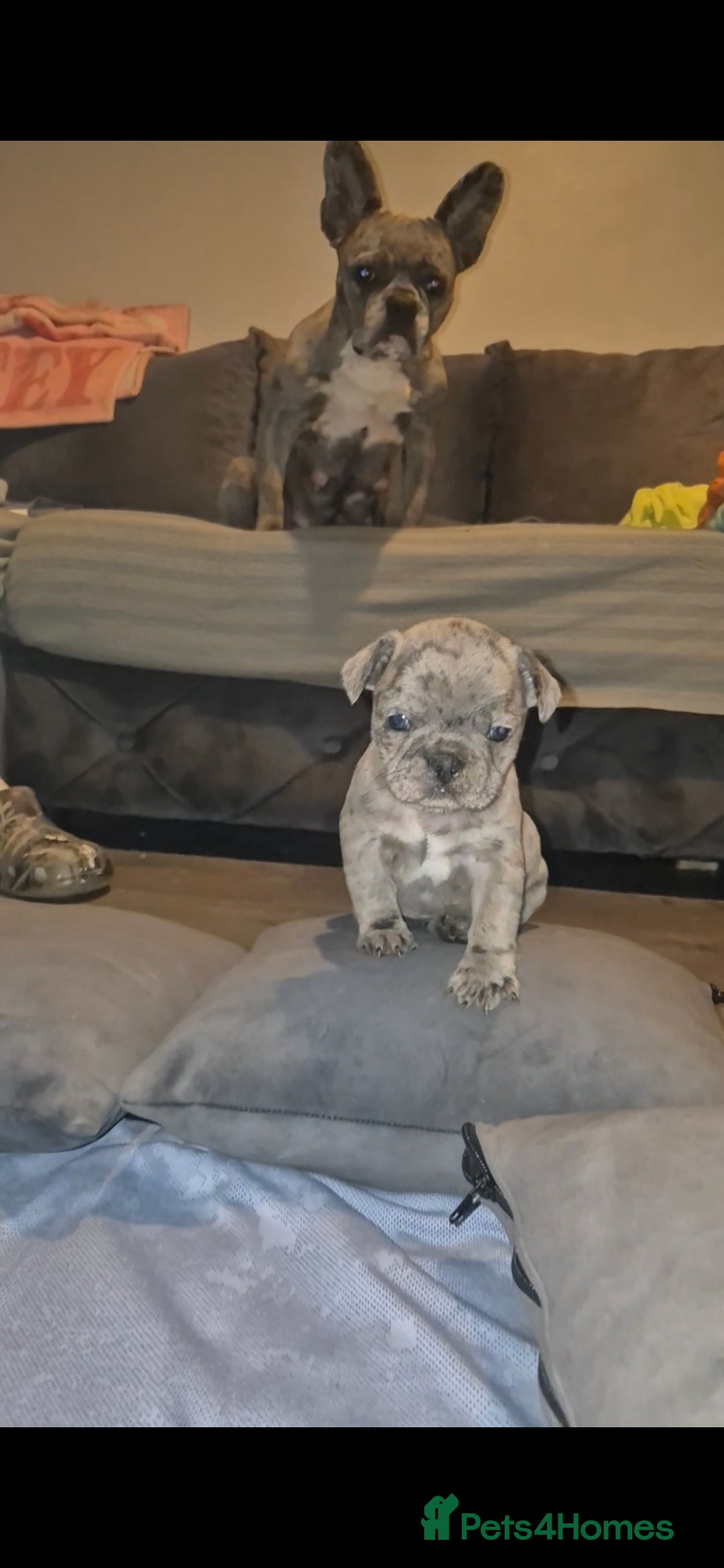 French Bulldog dogs for sale: DWKC beautiful French bulldogs prices negotiable - Advert 21